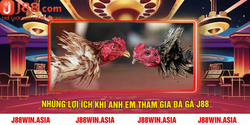 Những lợi ích khi anh em tham gia Đá Gà J88