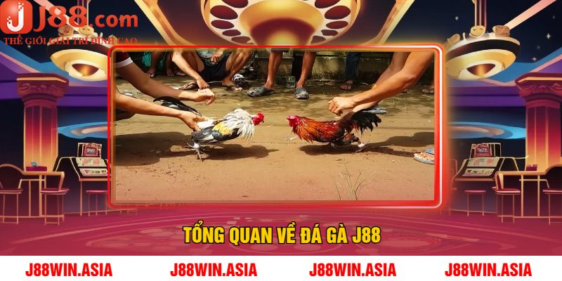 Tổng quan về Đá Gà J88